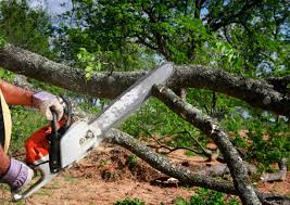 Best Tree Disease Treatment  in South Deerfield, MA