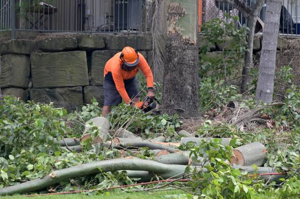 Professional  Tree Services in South Deerfield, MA