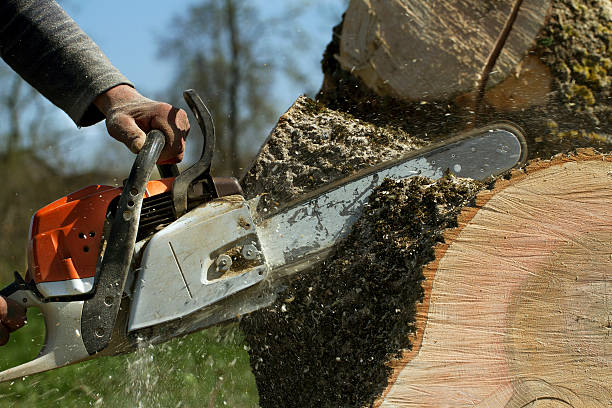 Best Tree Trimming and Pruning  in South Deerfield, MA